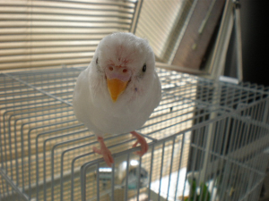 ちょっと早めの換羽で、ハゲてます