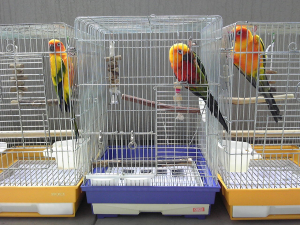 鳥たちと一緒にズラリと並んで日光浴。