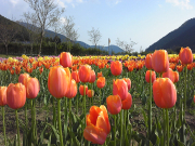 花も美しかった。