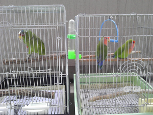 こんな感じで飼い主も、