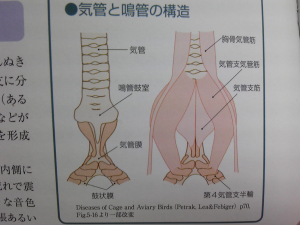 コンパニオンバードの病気百科より拝借