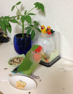 ナツ君のお供え物を食べるココ様