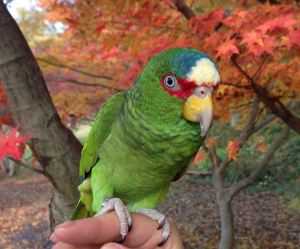 「いいの。紅葉、キレイだったね♪」