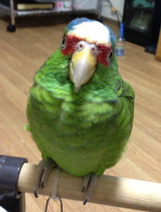 大好きよ、キャップ&#9825;