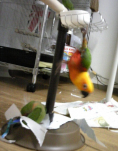 「目標まであとわずかでし！」