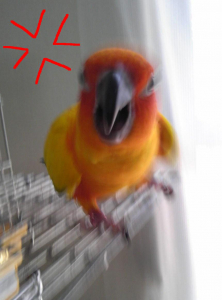 「オラオラ〜＃＃」
