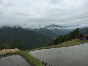 山頂の田（翌朝は曇り。一応「雲海」？）