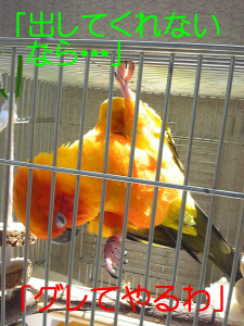 皆（鳥）さんの心の叫びは？(^^)
