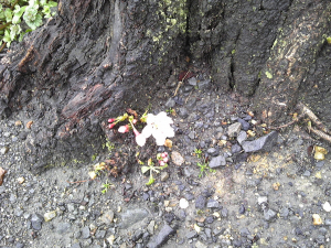 「ど根性桜」です。