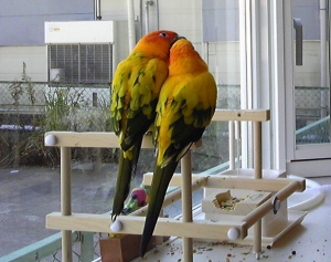 ある鳥カフェの、幸せそうなコガネペア。