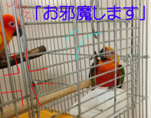 キウ 「来るんじゃないわよっ！！」