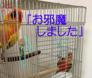 キウ 「ママー！何とかちて！！」
