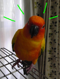 「ダイジョブ！」