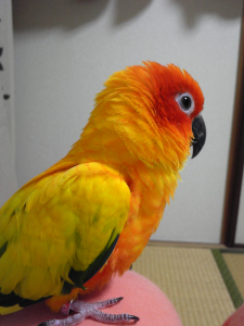 「ちょうねえ・・・」