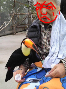 オオハシ「肝の据わったお婆さんだね」