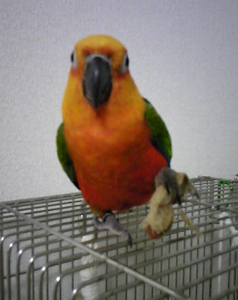 そういう持ち方するから実が落ちるんだよー
