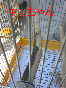 まあ、インコらしい齧り方ですよね。