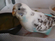 うちに来て体重も増えました