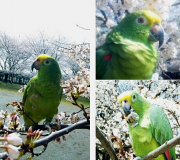 インコと 桜の 花見〜♪