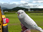 幼鳥の頃の写真で、鼻の色が違うだけです。