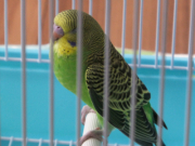 インコなのに鳩胸・・・