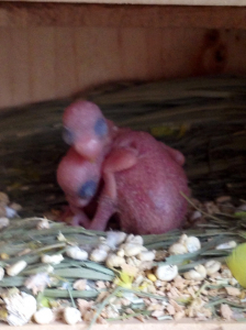 孵化して数日の宇宙鳥兄妹。
