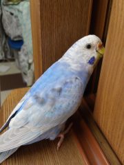 好奇心旺盛で食器棚をのぞくの大好き