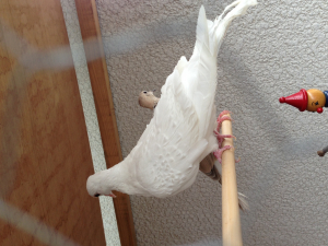 ちょこっとだけ羽が巻いてます