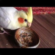 ペレットも食べれる様になりたーい！