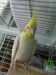 とても特徴的な鳴き声です！