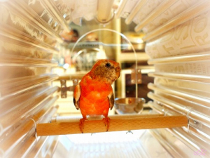 アキクサインコさん