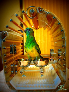 ビセイインコさん