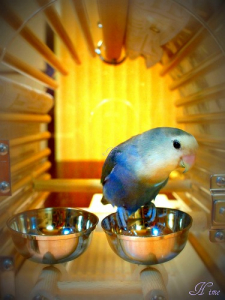 コザクラインコさん