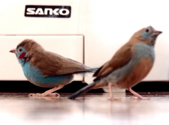 鳥の愛鳥自慢 特技 その後のセイキチョウ とりっち インコなど鳥の日本最大級sns