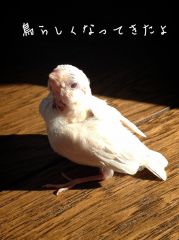 17日目の雛さん