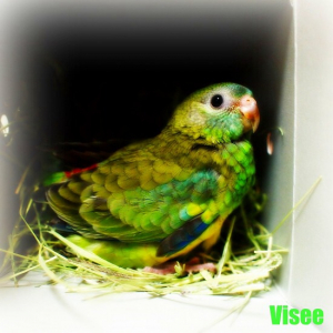 お迎え時の美声インコ