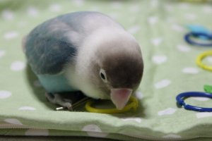 白ボタンインコのルンちゃんです