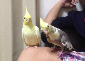  我が家のインコちゃん達です&#9825;
