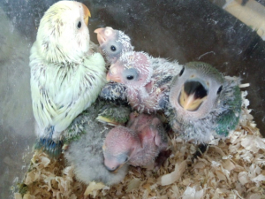 コザクラインコとビセイインコ雛