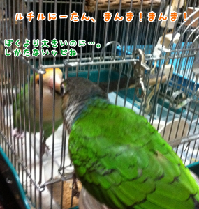 他のインコにも甘える始末