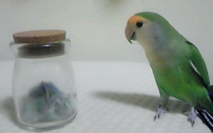 ２日でこんなに抜けたよー！