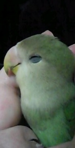 問題児ルチル