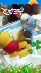 鼻の色ももっと青くなっています。