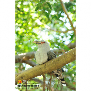 オオオニカッコウ（Billed Cuckoo）