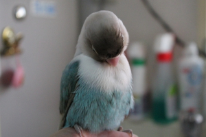 ルンちゃんも胸筋すごいですよ〜