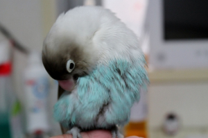 時々悪鳥に変身ルンちゃん（笑）