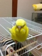 我が家の平和主義者ポッキーちゃん