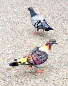 黄金の鳩のお写真を拝借（汗）