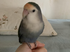 お久しぶりです