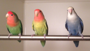 まるお君の鳴き声だわ